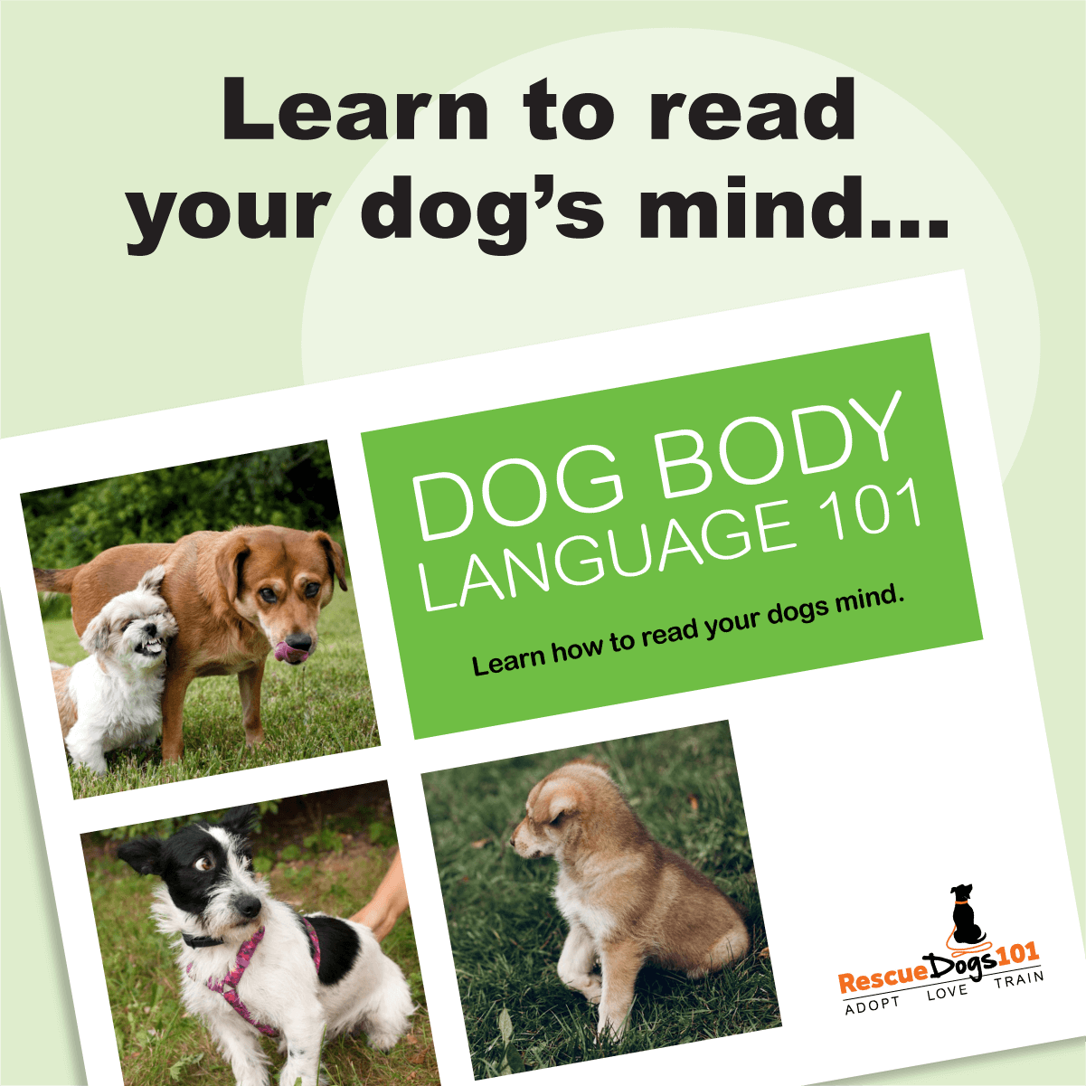 Dog Body Language 101 - The Daily Dog