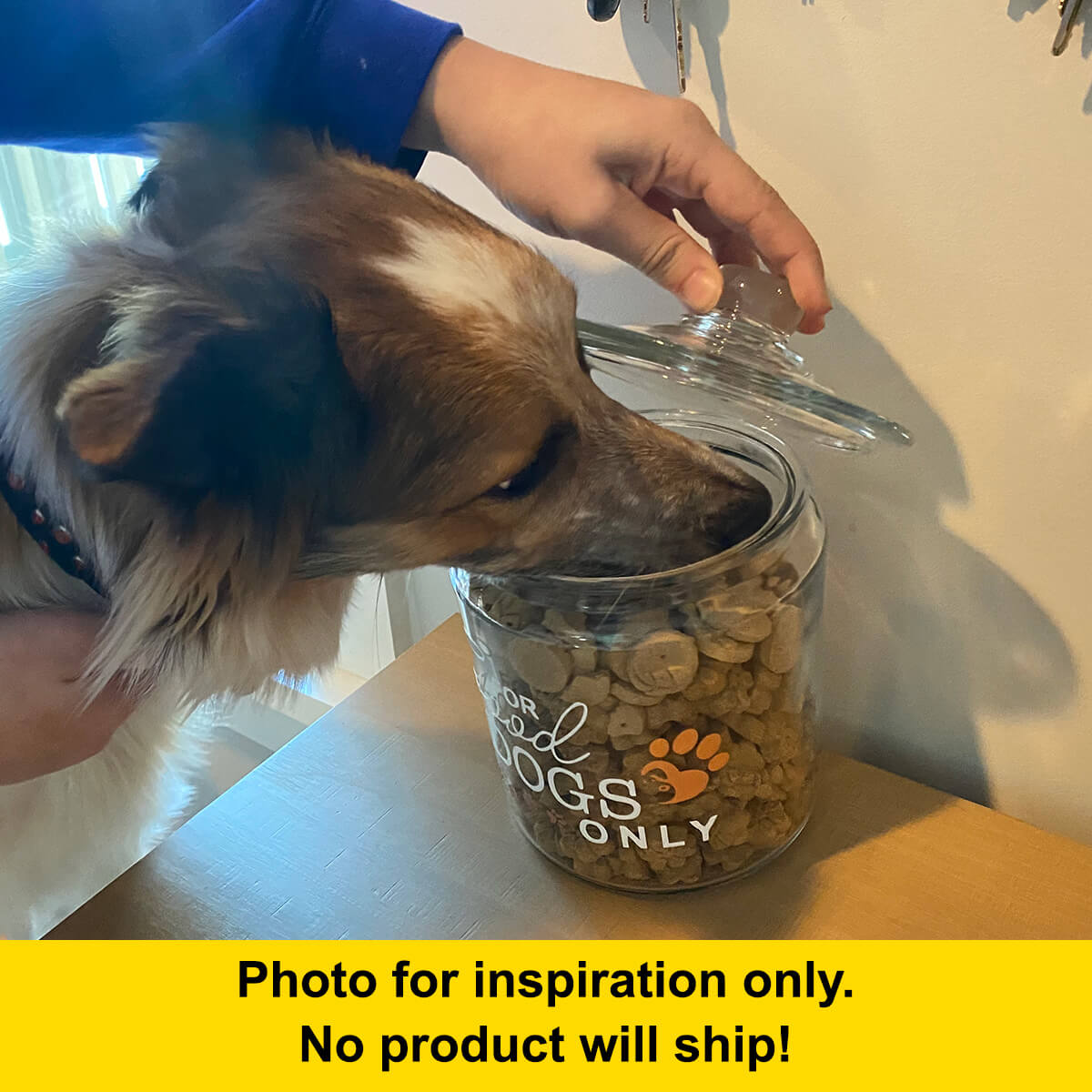 dog eating our of dog treat jar