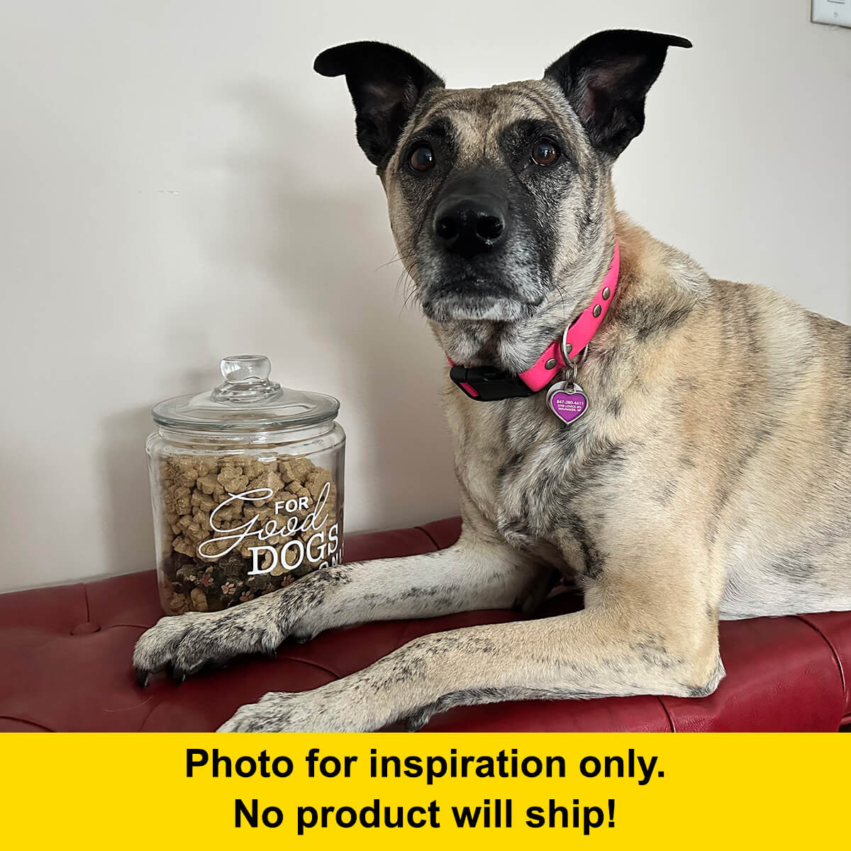 dog posing next to For Good Dogs Only glass treat jar