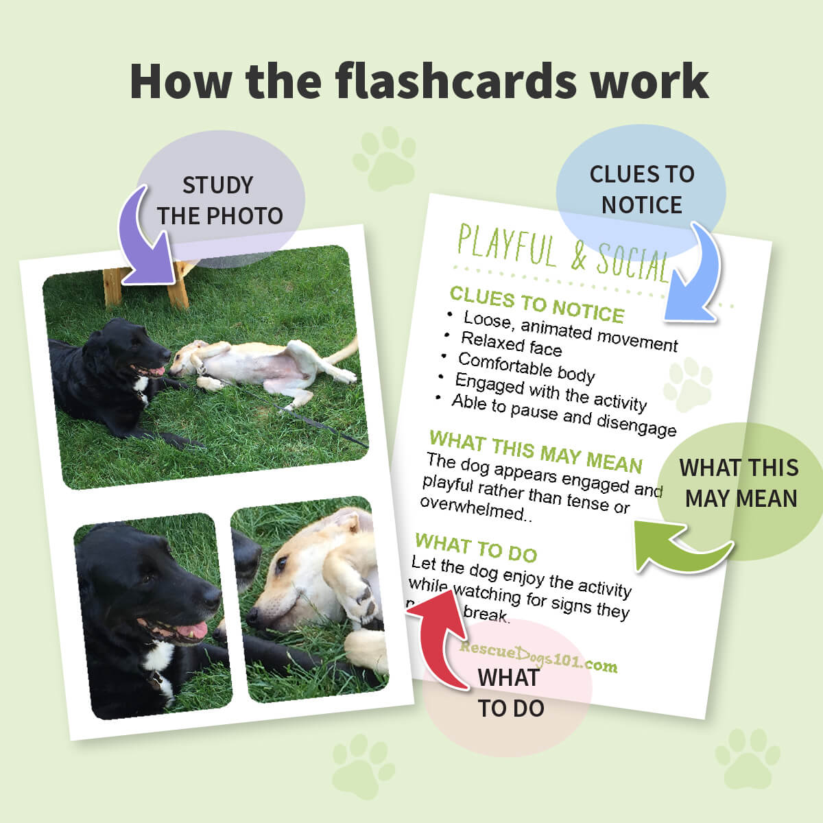 An informational graphic explaining how dog training flashcards work, with two sample flashcard photos of dogs on grass and callout arrows labeling parts like 'Study the photo,' 'Clues to notice,' 'What this may mean,' and 'What to do.'.