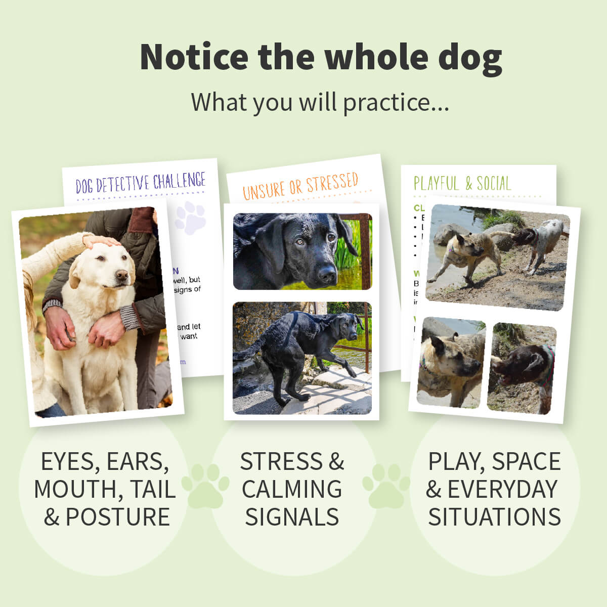 Dog Body Language 101 Flashcards