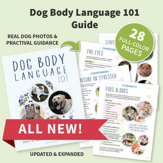 Promotional graphic for a digital guide titled 'Dog Body Language 101 Guide' with several sample pages fanned out behind the cover. The cover shows the title in large blue text with small dog photos and decorative accents.