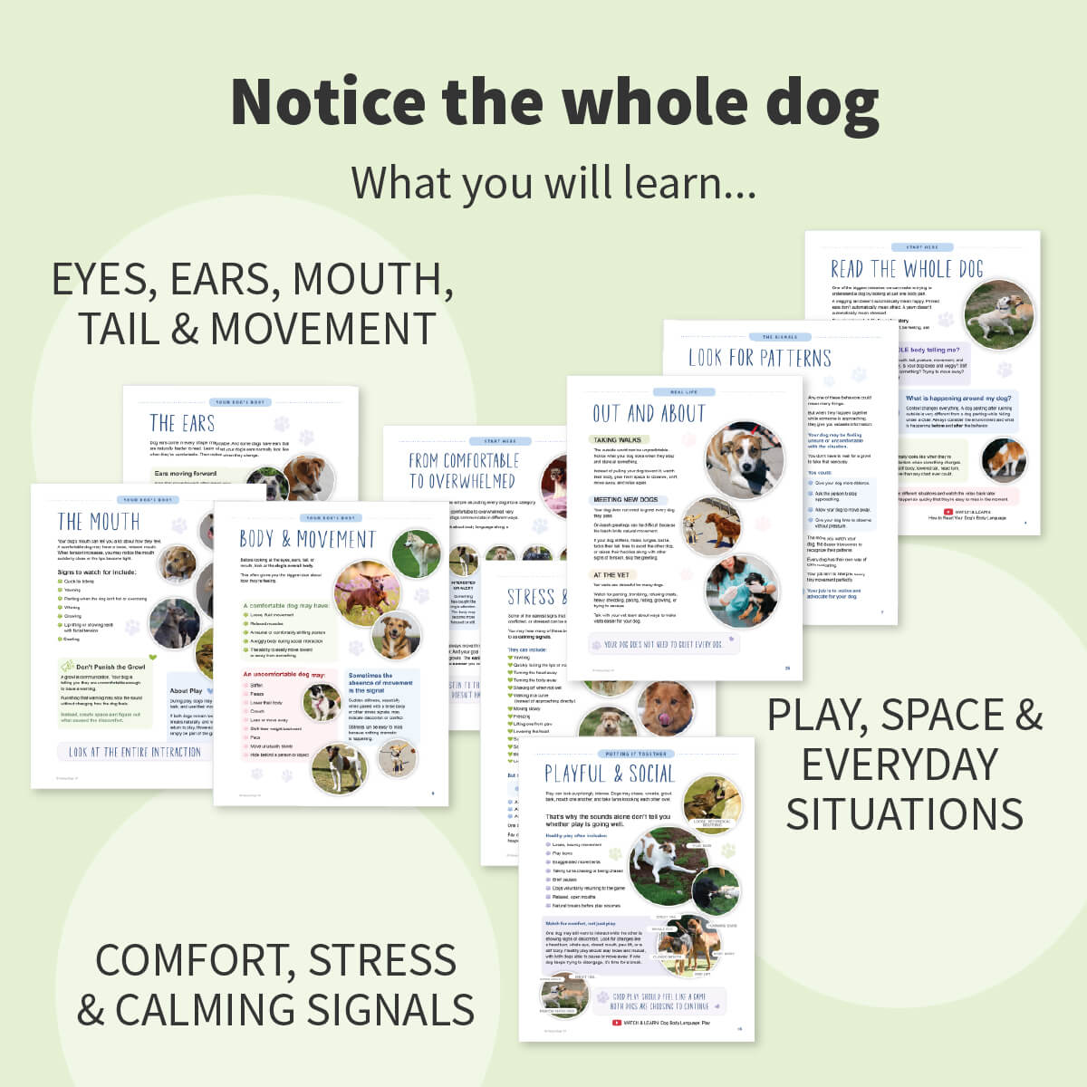 Promotional graphic for a dog training or behavior course, showing several printed lesson sheets fanned out on a pale green background with text reading 'Notice the whole dog' and learning topics like eyes, ears, mouth, tail, movement, comfort, stress, and calming signals.