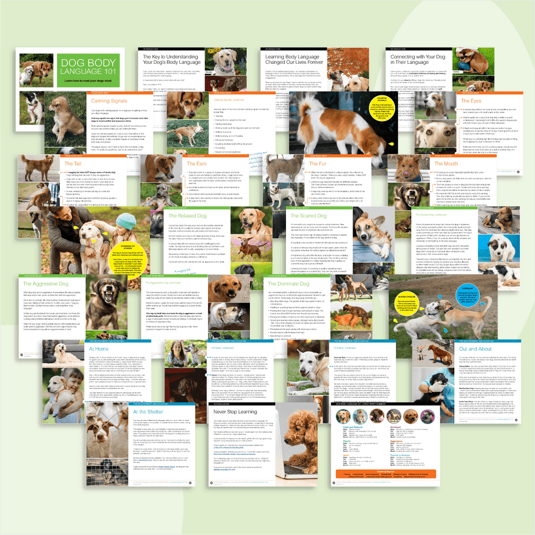 Dog Body Language 101 Guide – Rescue Dogs 101